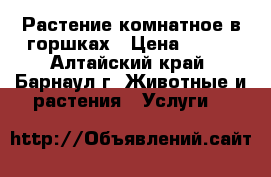 Растение комнатное в горшках › Цена ­ 300 - Алтайский край, Барнаул г. Животные и растения » Услуги   